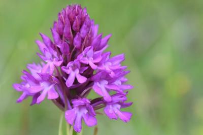 Orchis pyramidal
