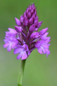 Orchis pyramidal