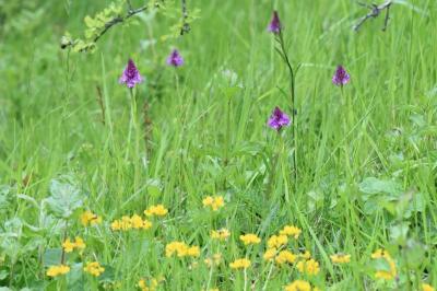 Orchis pyramidal