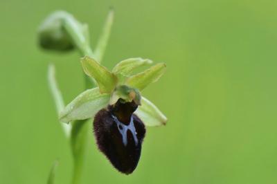 Ophrys araignée