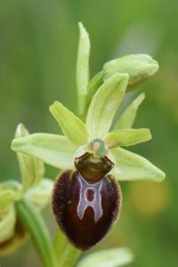 Ophrys araignée