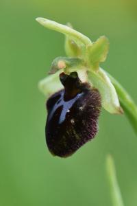 Ophrys araignée