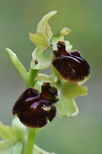 Ophrys araignée