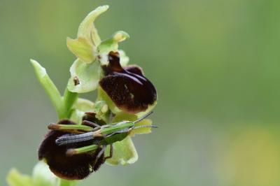 Ophrys araignée