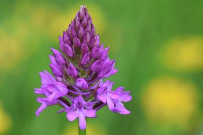 Orchis pyramidal