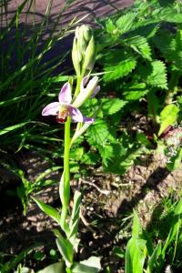 Ophrys abeille
