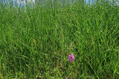 Orchis pyramidal