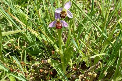 Ophrys abeille