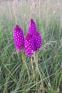 Orchis pyramidal