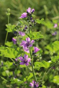 Mauve sauvage