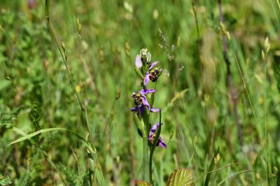 Ophrys abeille