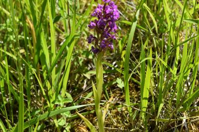 Orchis pyramidal