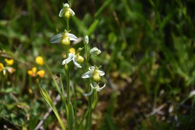 Ophrys abeille