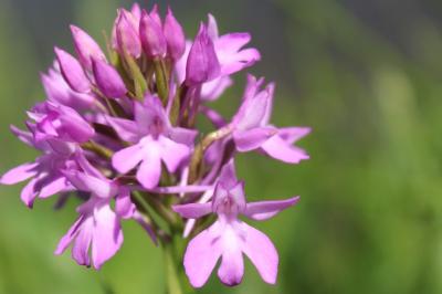 Orchis pyramidal