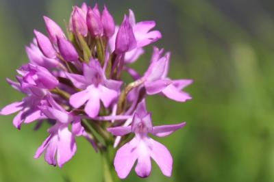 Orchis pyramidal
