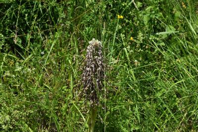 Orchis bouc