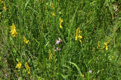 Ophrys abeille