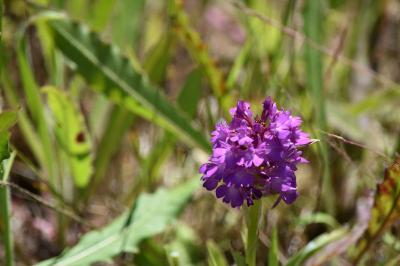 Orchis pyramidal