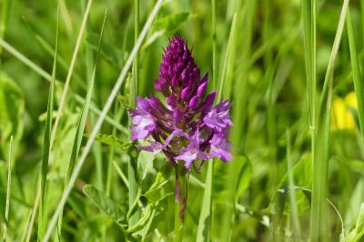 Orchis pyramidal