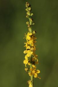 Aigremoine