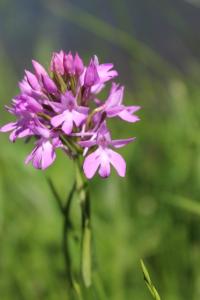 Orchis pyramidal