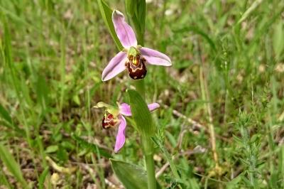Ophrys abeille