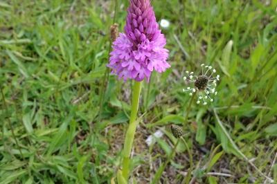 Orchis pyramidal