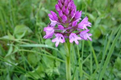 Orchis pyramidal