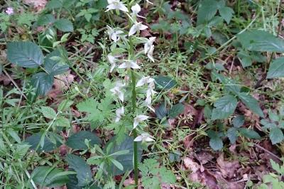 Orchis verdâtre
