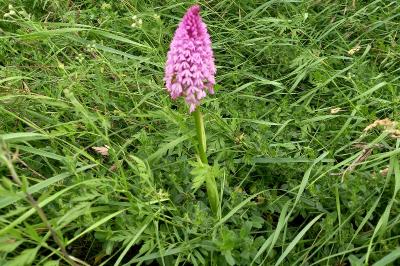 Orchis pyramidal