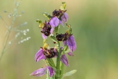 Ophrys abeille