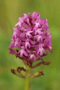 Orchis pyramidal