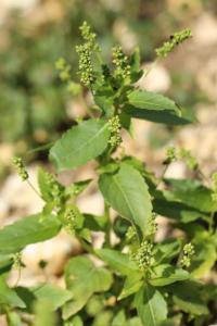 Mercuriale annuelle