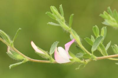 Bugrane maritime