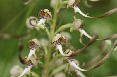 Orchis bouc