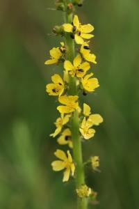 Agrimonia eupatoria