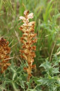 Orobanche violette