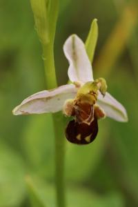 Ophrys abeille