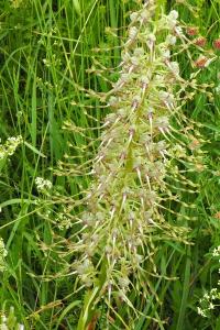 Orchis bouc