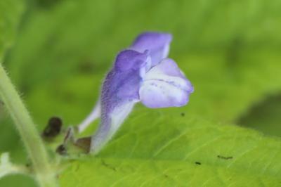 Scutellaire casquée