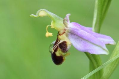 Ophrys abeille