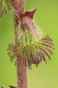 Aigremoine