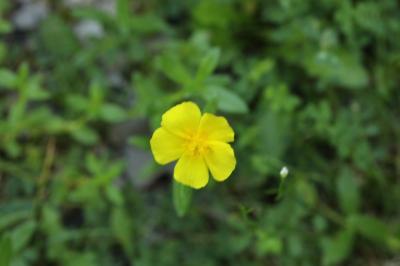 Hélianthème jaune