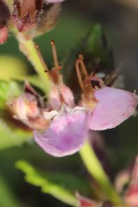 Germandrée petit-chêne