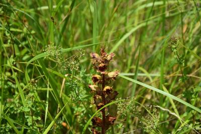<i>Orobanche</i>