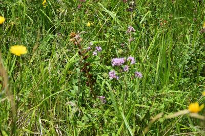 <i>Orobanche</i>