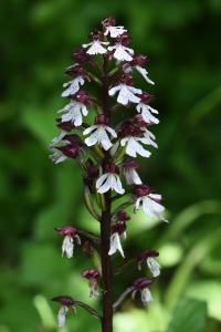 Orchis pourpre