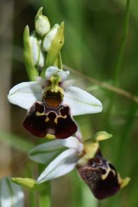 Ophrys bourdon
