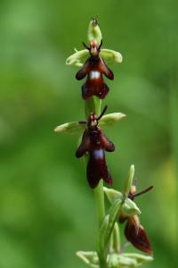 Ophrys mouche