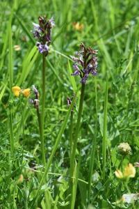 Orchis singe